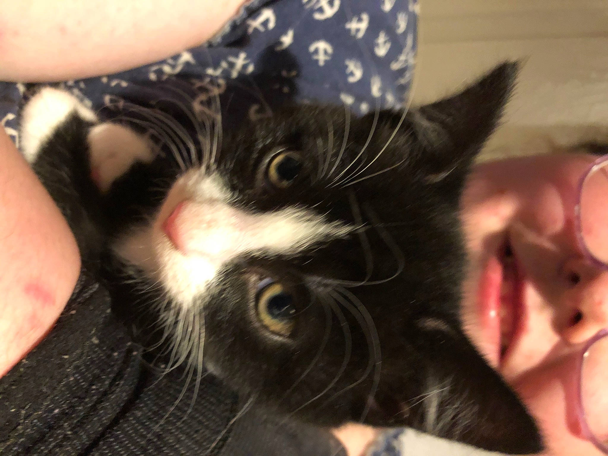 Evie is registered to the contest to win money with this photo: carnivore, cat, comfort, ear, felidae, finger, foot, fur, gesture, hand, human_leg, leg, nail, nose, paw, small_to_medium_sized_cats, snout, thigh, thumb, whiskers