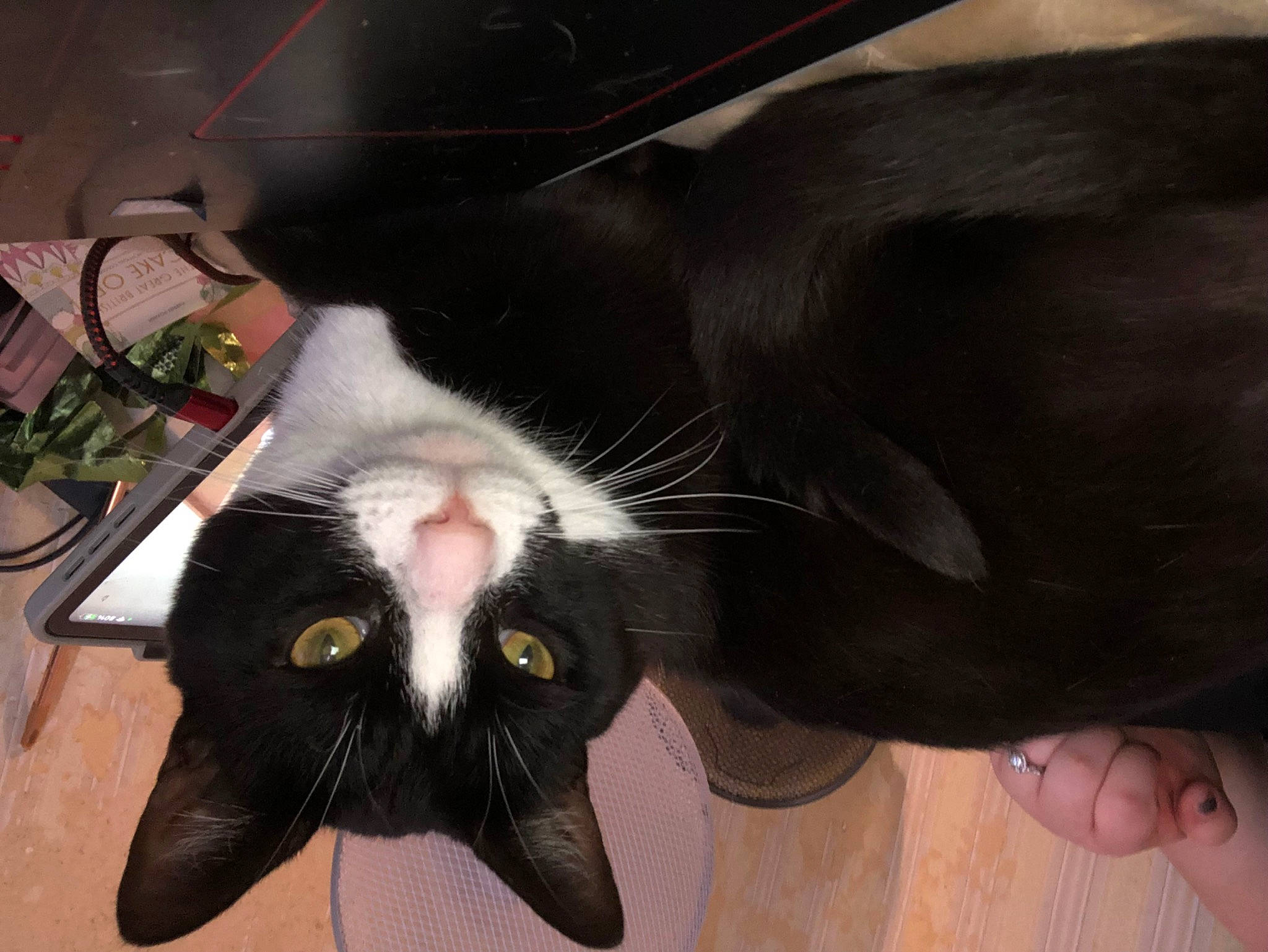 Evie is registered to the contest to win money with this photo: beard, black_cat, carnivore, cat, claw, comfort, domestic_short_haired_cat, ear, fang, felidae, foot, fur, gesture, jaw, paw, plant, small_to_medium_sized_cats, snout, tail, whiskers