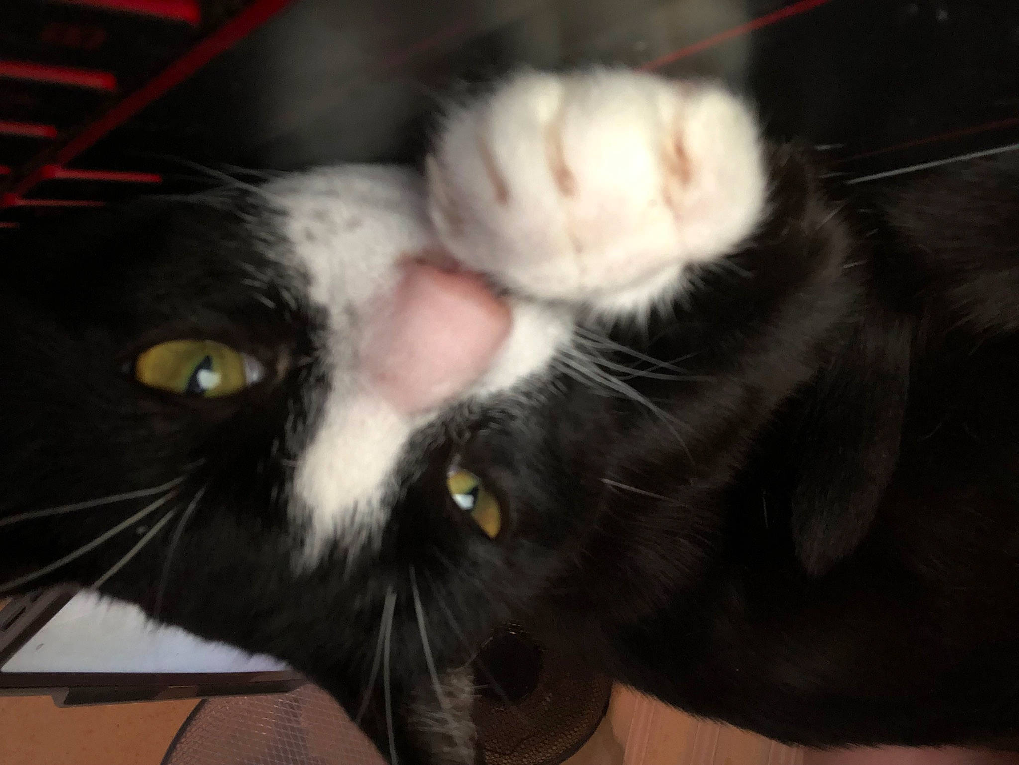 Evie joined the competition — help win amazing prizes! carnivore, cat, claw, comfort, domestic_short_haired_cat, ear, felidae, fur, paw, small_to_medium_sized_cats, snout, tail, whiskers