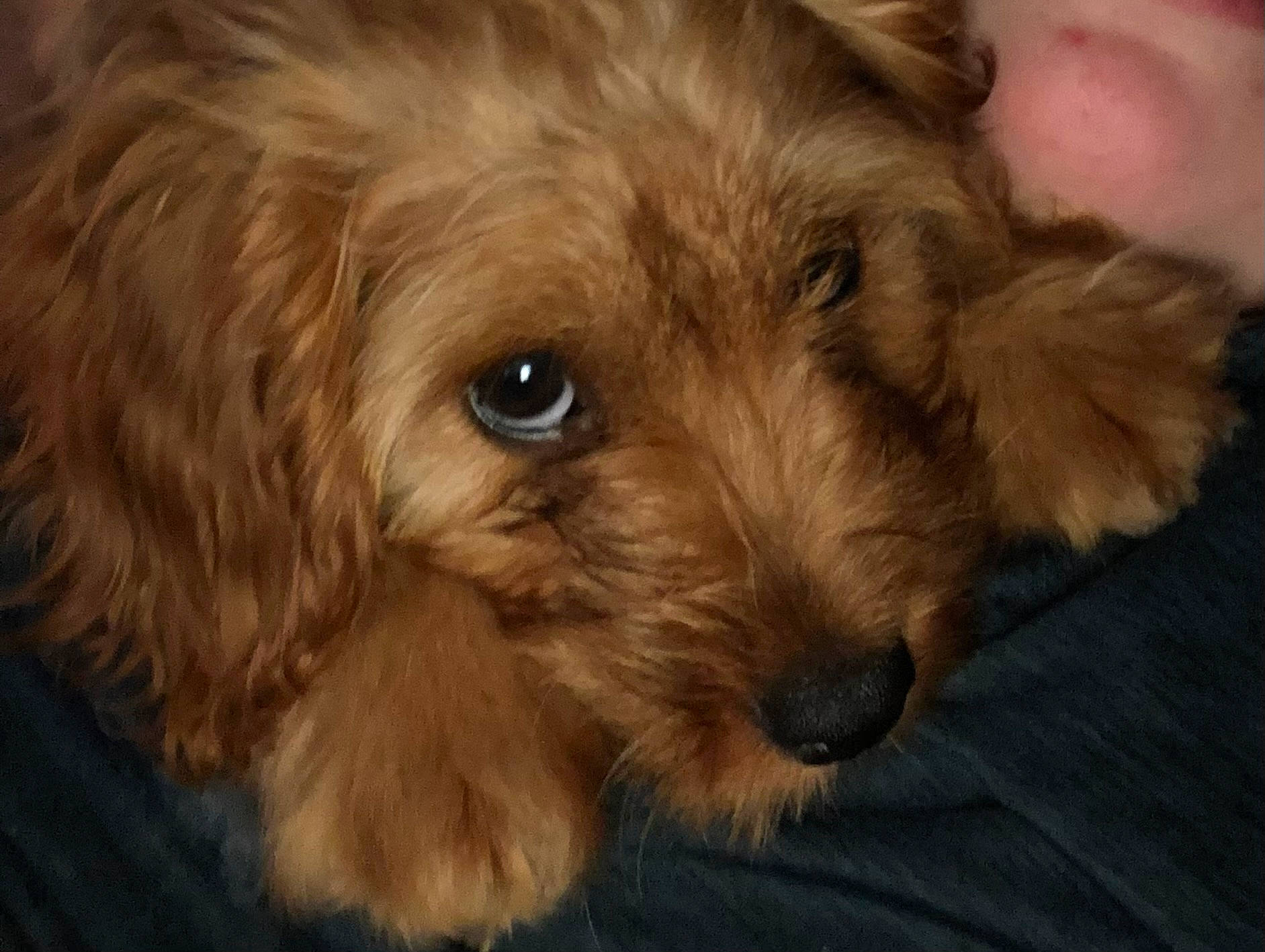 Teddy is registered to the contest to win money with this photo: canidae, carnivore, companion_dog, dog, dog_breed, fur, liver, maltepoo, puppy, shih_poo, small_terrier, snout, sporting_group, terrestrial_animal, terrier, toy_dog, whiskers, working_animal, yorkipoo