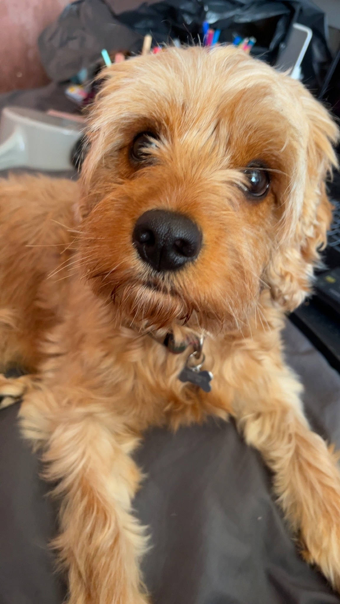 Teddy joined the competition — help win amazing prizes! canidae, carnivore, companion_dog, dog, dog_breed, dog_collar, fur, ingredient, liver, maltepoo, snout, sporting_group, working_animal, yorkipoo