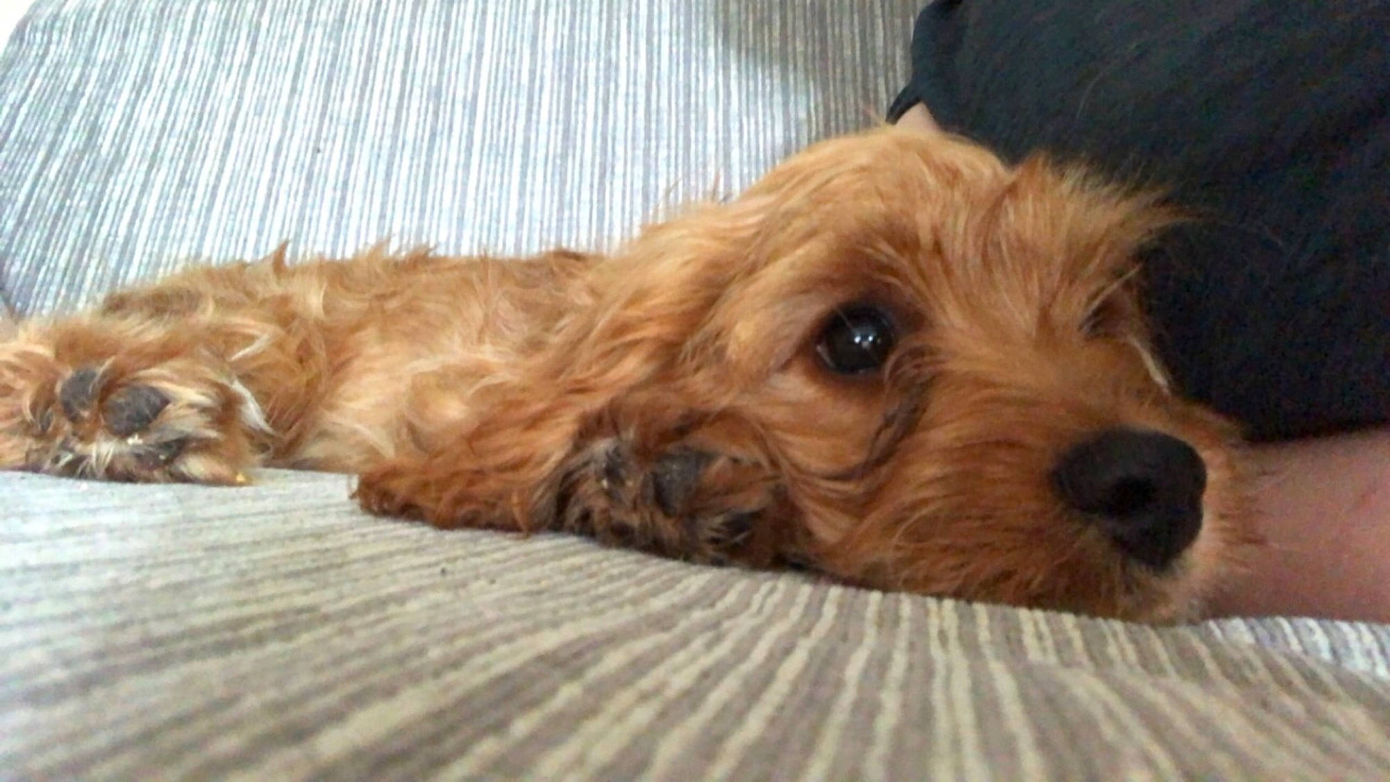 Teddy joined the competition — help win amazing prizes! canidae, carnivore, companion_dog, dog, dog_breed, dog_supply, fawn, fur, liver, maltepoo, poodle_crossbreed, small_terrier, snout, sporting_group, terrestrial_animal, terrier, toy_dog, water_dog, working_animal, yorkipoo