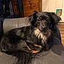 Luzacy is registered to the contest to win money with this photo: animal, black_dog, canine, companion, couch, cute, dog, domestic, door, ears, floor, fluffy, furniture, indoor, living_room, long_hair, pet, relaxed, tail, wooden_wall