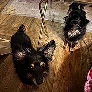 Luzacy joined the competition — help win amazing prizes! dog, indoor, wooden_floor, pet, animal, black_fur, small_dog, ears, flooring, toy, mat, domestic, companion, looking_up, two_dogs, furniture_leg, shadow, curious, cute, playful