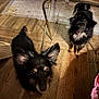 dog, indoor, wooden_floor, pet, animal, black_fur, small_dog, ears, flooring, toy, mat, domestic, companion, looking_up, two_dogs, furniture_leg, shadow, curious, cute, playful