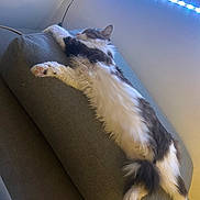 Minouche participe au concours pour gagner de l'argent avec cette photo : animal, cat, couch, cozy, domestic, fluffy, furniture, gray, home, indoor, led_lights, long_hair, paw, pet, relaxed, resting, sleeping, striped, tail, white