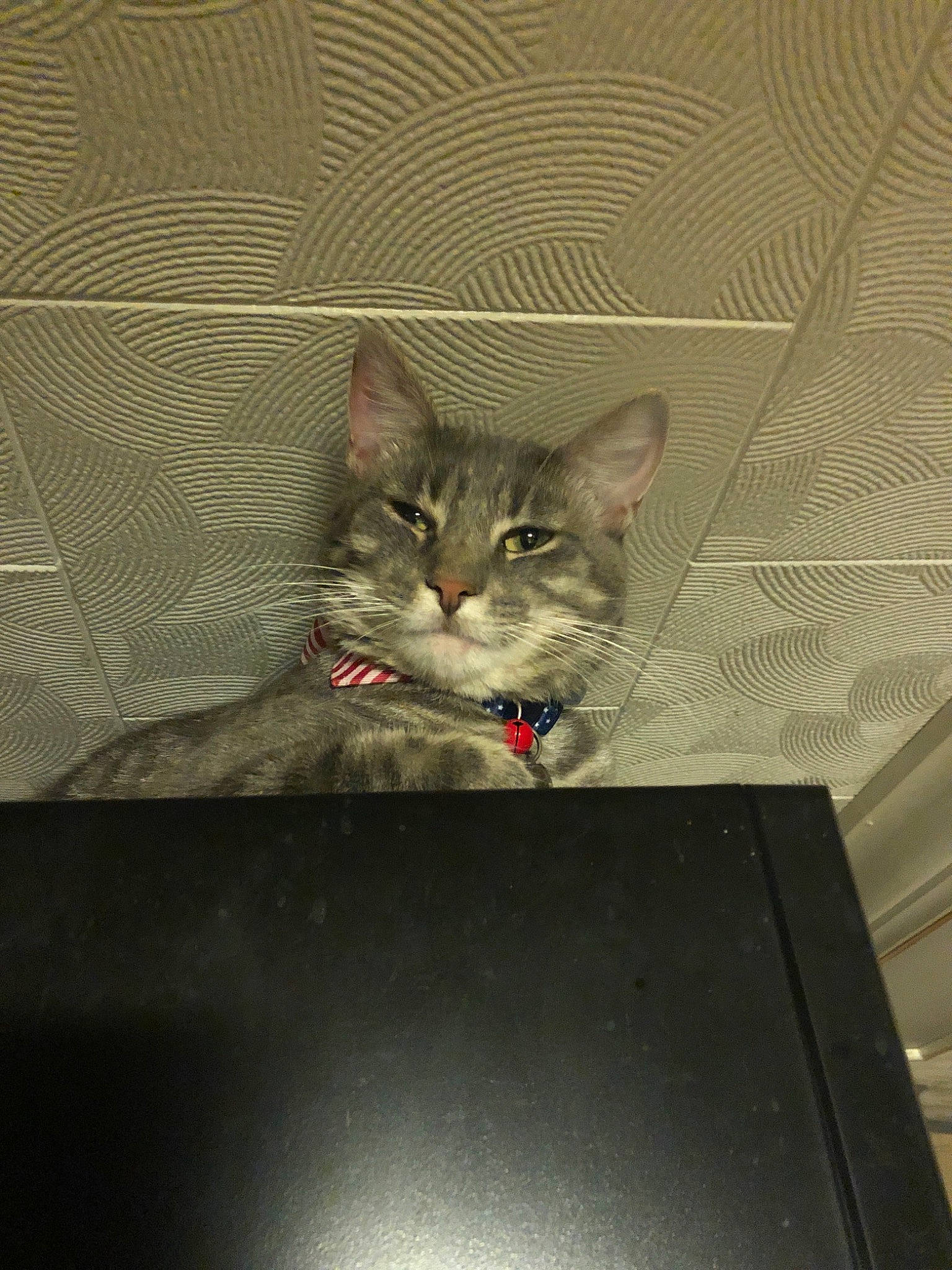 Regis joined the competition — help win amazing prizes! asian, carnivore, cat, domestic_short_haired_cat, european_shorthair, felidae, kitten, small_to_medium_sized_cats, tabby_cat, whiskers