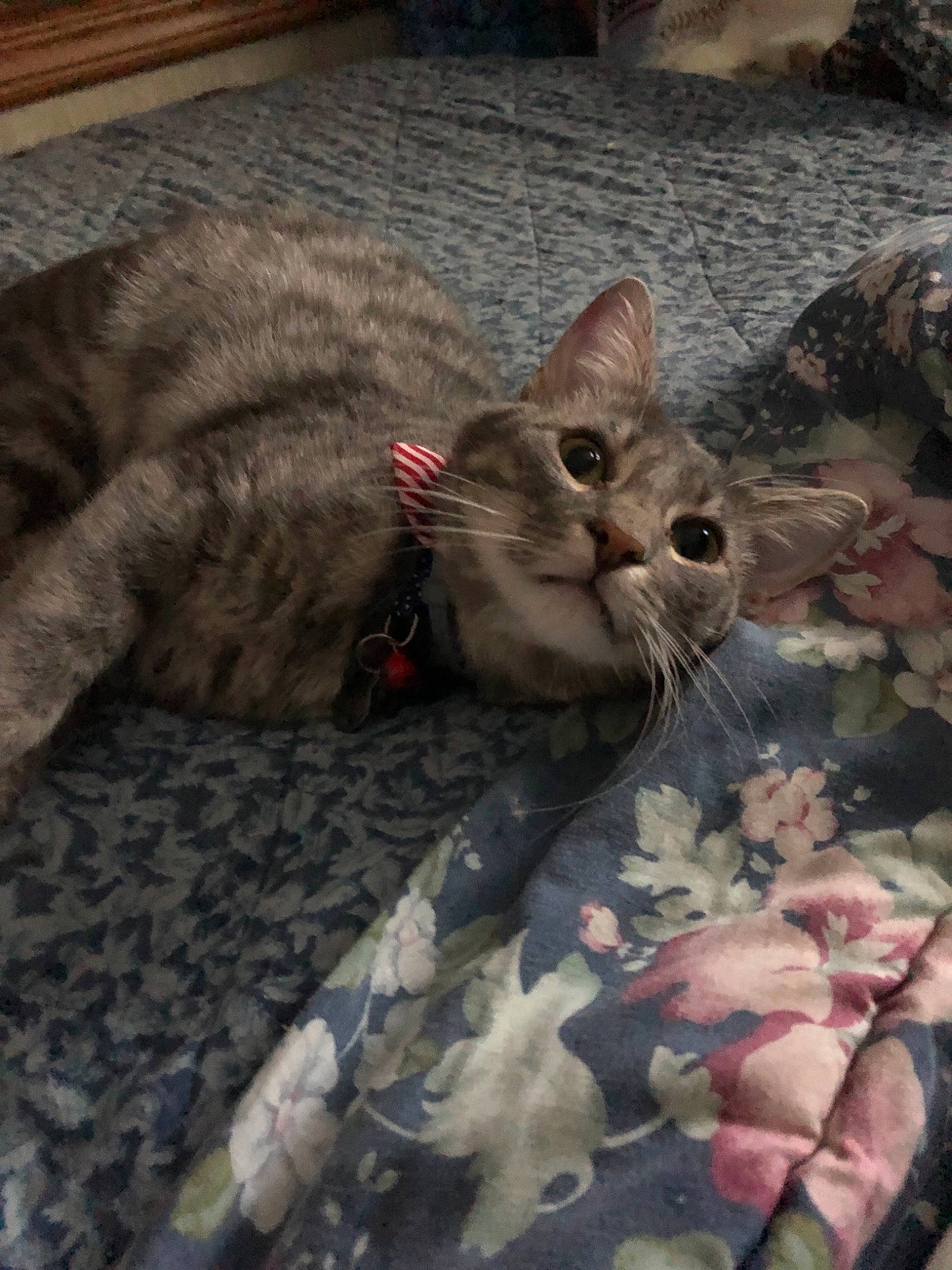 Regis joined the competition — help win amazing prizes! aegean_cat, american_shorthair, asian, carnivore, cat, domestic_short_haired_cat, dragon_li, egyptian_mau, european_shorthair, fawn, felidae, fur, kitten, ocicat, pixie_bob, small_to_medium_sized_cats, tabby_cat, whiskers