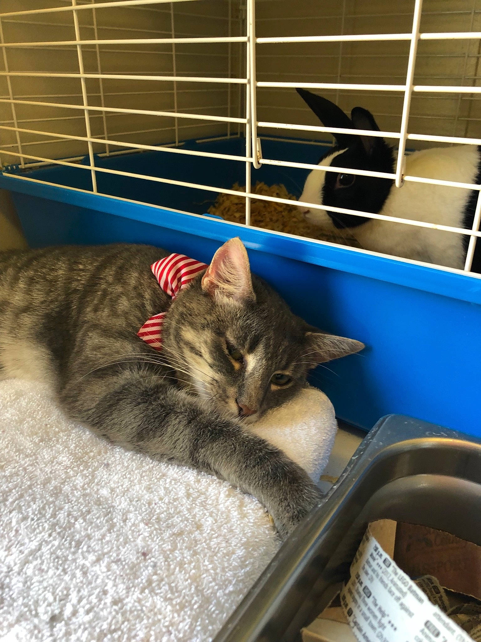 Regis joined the competition — help win amazing prizes! aegean_cat, american_shorthair, animal_shelter, asian, carnivore, cat, domestic_short_haired_cat, dragon_li, european_shorthair, felidae, fur, kitten, nap, polydactyl_cat, small_to_medium_sized_cats, tabby_cat, whiskers