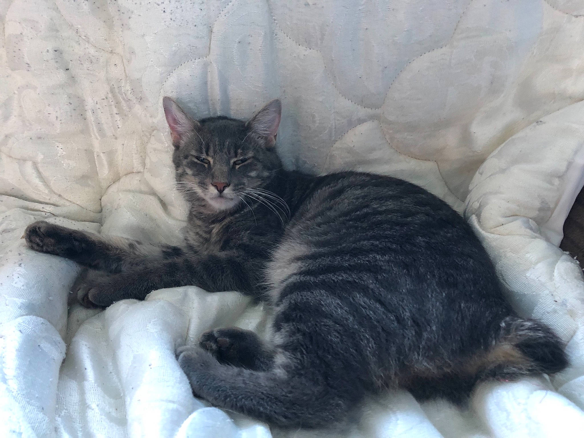 Regis joined the competition — help win amazing prizes! asian, carnivore, cat, domestic_short_haired_cat, dragon_li, european_shorthair, felidae, fur, german_rex, kitten, mammal, nap, norwegian_forest_cat, paw, polydactyl_cat, small_to_medium_sized_cats, snout, tail, whiskers