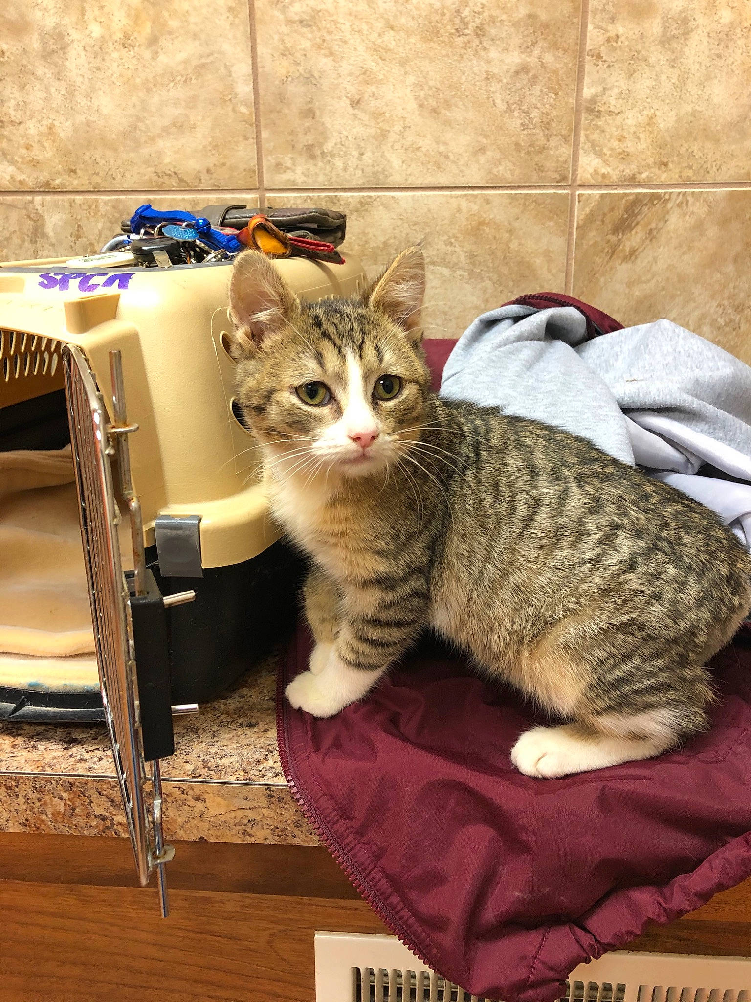 Edgar joined the competition — help win amazing prizes! aegean_cat, american_shorthair, arabian_mau, asian, australian_mist, california_spangled, carnivore, cat, domestic_short_haired_cat, dragon_li, egyptian_mau, european_shorthair, felidae, kitten, ocicat, pixie_bob, small_to_medium_sized_cats, tabby_cat, whiskers, wild_cat