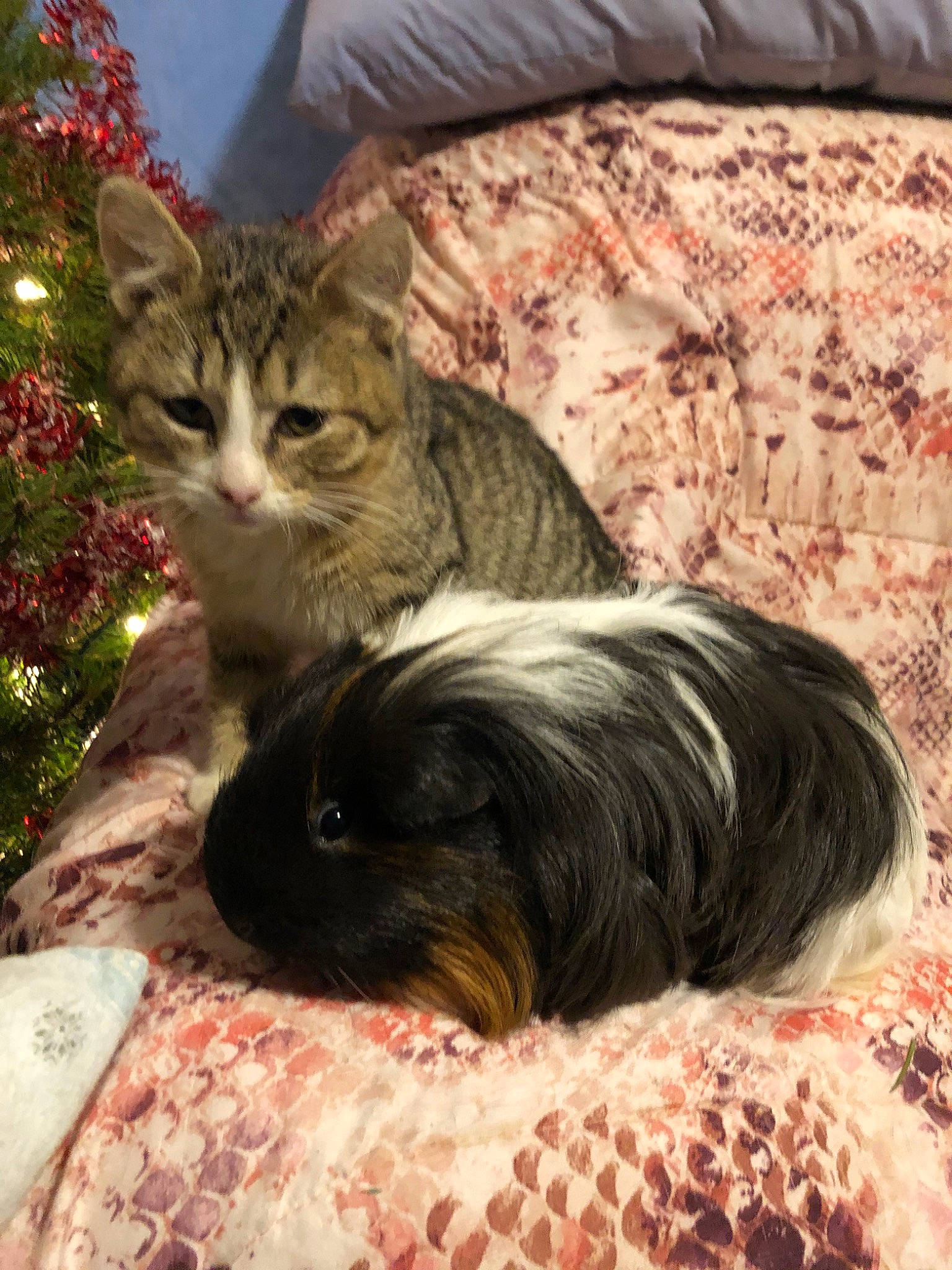 Edgar joined the competition — help win amazing prizes! carnivore, cat, domestic_long_haired_cat, european_shorthair, felidae, fur, kitten, maine_coon, norwegian_forest_cat, small_to_medium_sized_cats, tabby_cat, whiskers