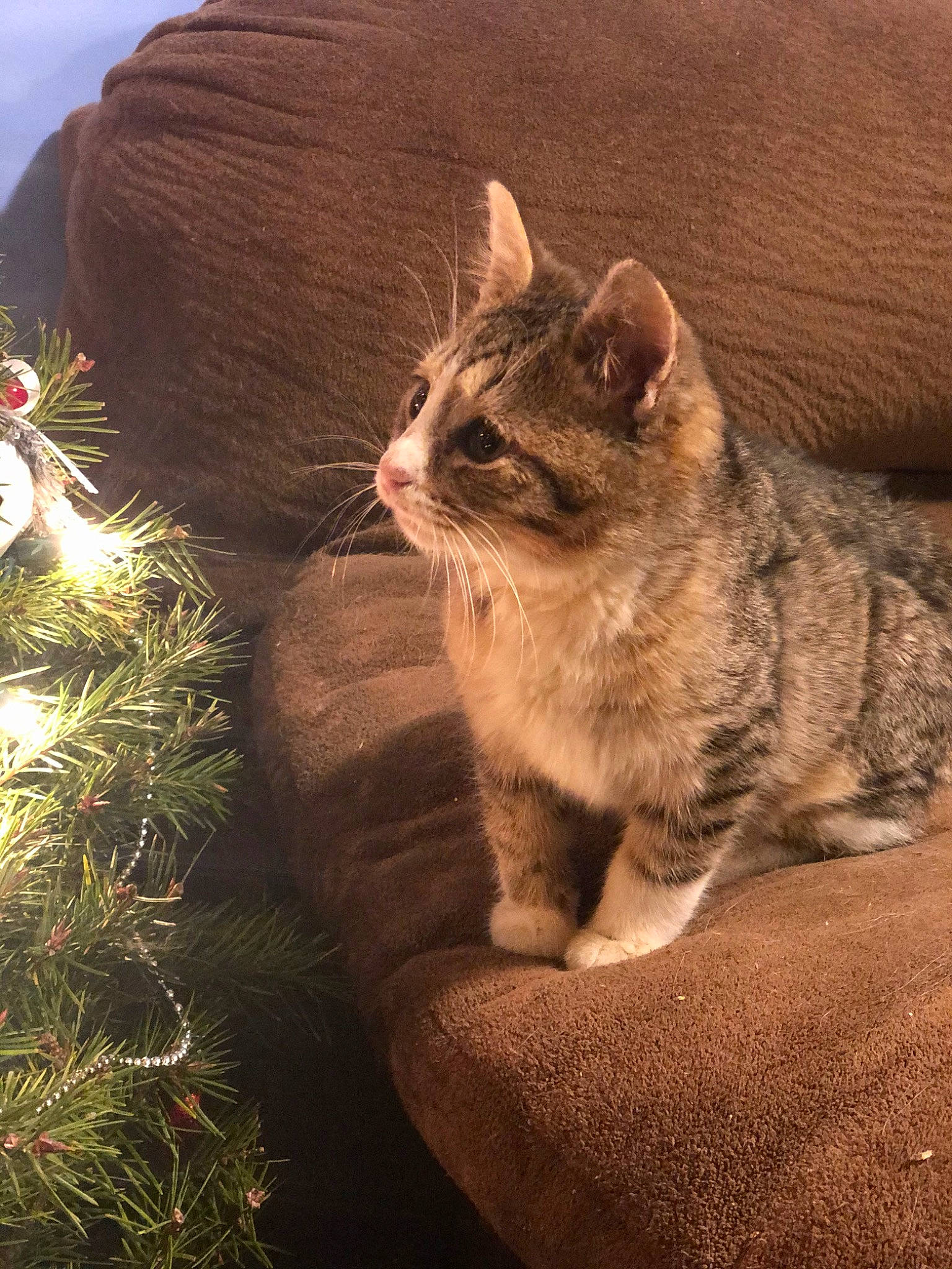 Edgar joined the competition — help win amazing prizes! american_wirehair, asian, california_spangled, carnivore, cat, domestic_short_haired_cat, dragon_li, european_shorthair, eye, felidae, fur, german_rex, grass, kitten, mammal, small_to_medium_sized_cats, snout, tabby_cat, whiskers, wild_cat