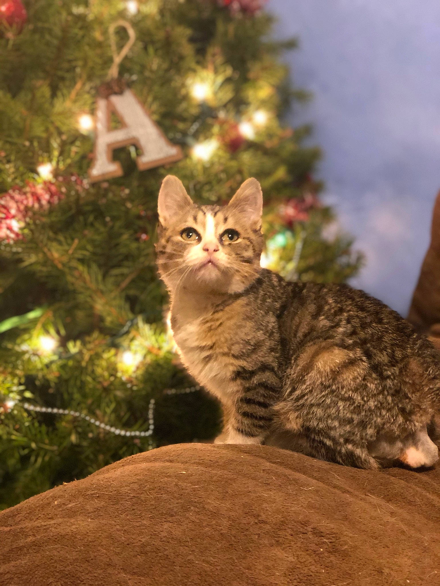Edgar is registered to the contest to win money with this photo: american_wirehair, asian, carnivore, cat, christmas, christmas_tree, domestic_short_haired_cat, european_shorthair, fawn, felidae, kitten, mammal, ocicat, plant, small_to_medium_sized_cats, tabby_cat, tree, whiskers, wild_cat, wildlife