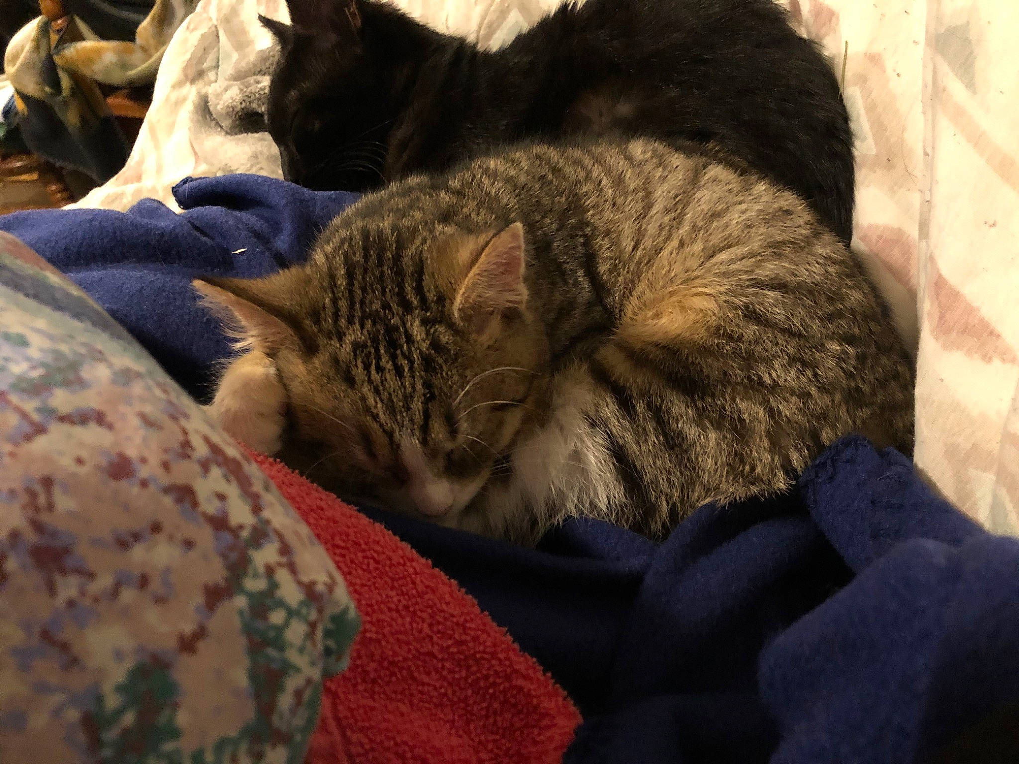 Edgar joined the competition — help win amazing prizes! american_shorthair, asian, california_spangled, carnivore, cat, comfort, domestic_short_haired_cat, dragon_li, ear, european_shorthair, felidae, fur, kitten, nap, pixie_bob, sleep, small_to_medium_sized_cats, tabby_cat, textile, whiskers