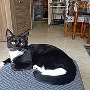 Guizmo participe au concours pour gagner de l'argent avec cette photo : cat, black_and_white, indoor, furniture, floor, cushion, yellow_eyes, pet, animal, domestic, relaxed, curious, whiskers, tail, ear, nose, table, chair, home, living_room