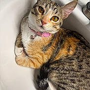 Nova joined the competition — help win amazing prizes! cat, tabby_cat, sink, pet, domestic_animal, fur, whiskers, collar, pink_collar, curious, golden_eyes, indoor, animal, cute, resting, ears, tail, white_sink, closeup, household