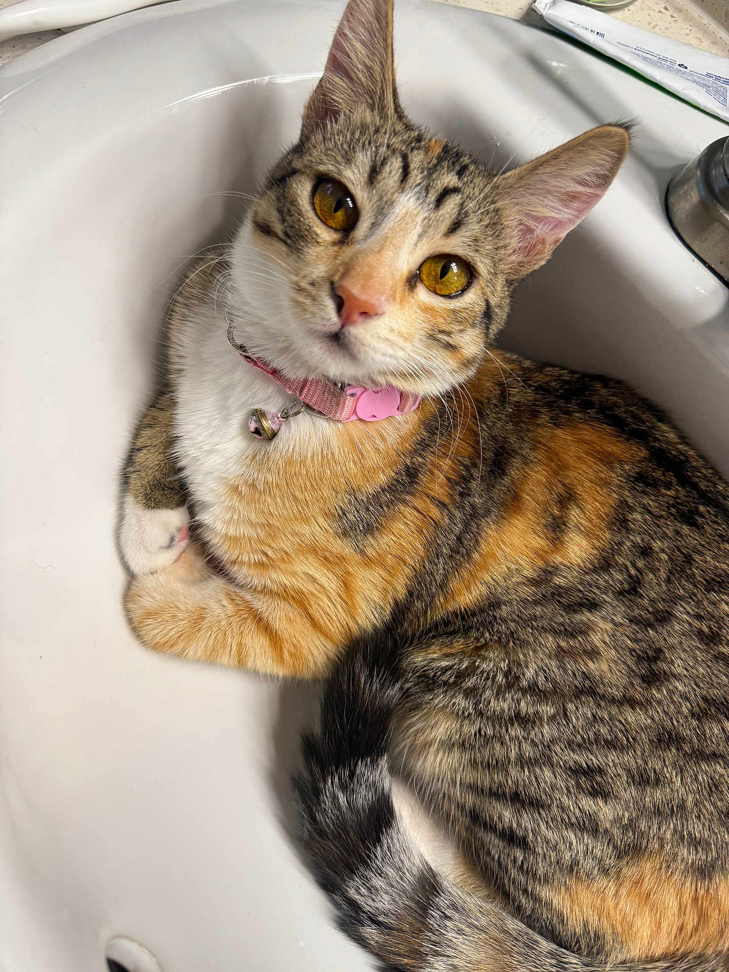 Nova