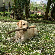 Tina a rejoint le concours — aidez-le/la à gagner de superbes lots ! dog, golden_retriever, stick, flowers, daisies, grass, outdoor, nature, tree, pet, animal, sunlight, relaxing, garden, summer, canine, playing, field, daytime, peaceful