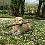 dog, golden_retriever, stick, flowers, daisies, grass, outdoor, nature, tree, pet, animal, sunlight, relaxing, garden, summer, canine, playing, field, daytime, peaceful