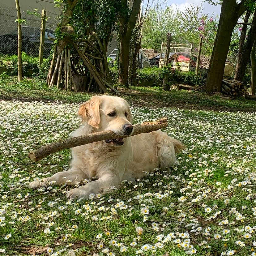 Tina a rejoint le concours — aidez-le/la à gagner de superbes lots ! animal, canine, daisies, daytime, dog, field, flowers, garden, golden_retriever, grass, nature, outdoor, peaceful, pet, playing, relaxing, stick, summer, sunlight, tree
