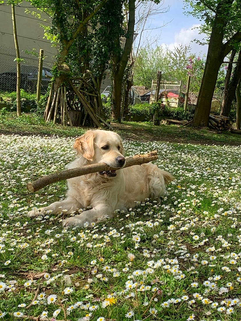 Tina a rejoint le concours — aidez-le/la à gagner de superbes lots ! dog, golden_retriever, stick, flowers, daisies, grass, outdoor, nature, tree, pet, animal, sunlight, relaxing, garden, summer, canine, playing, field, daytime, peaceful