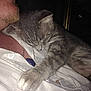 Tip-toe is registered to the contest to win money with this photo: