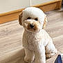 Albie is registered to the contest to win money with this photo: dog, fluffy, white, pet, indoor, floor, wooden_floor, kitchen, curious, cute, small_dog, animal, companion, fur, sitting, adorable, domestic, mammal, cute_pet, friendly