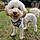 Albie