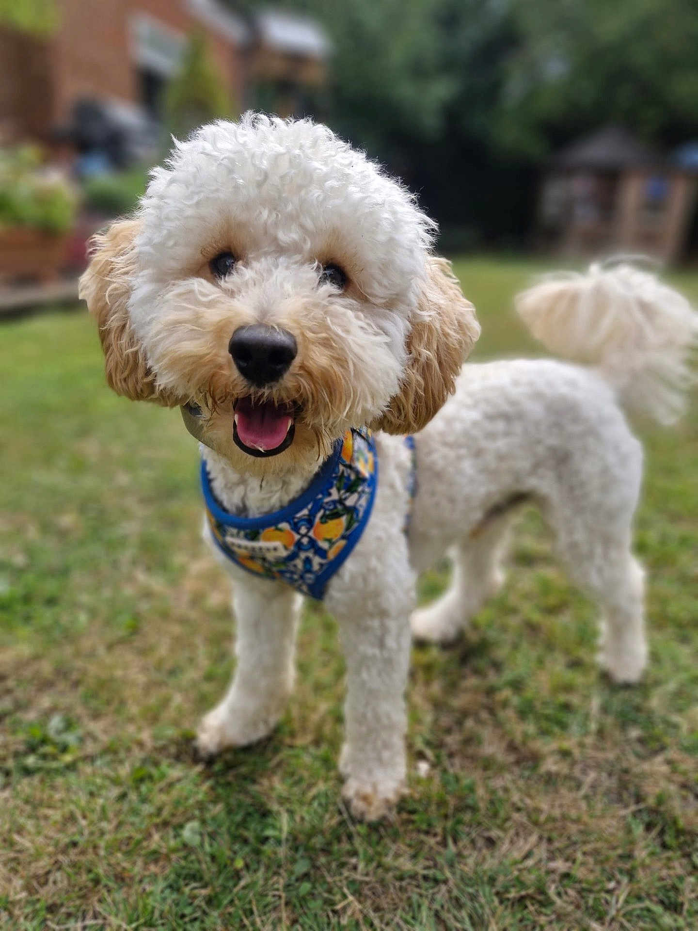 Albie