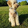 Albie is registered to the contest to win money with this photo: dog, white_dog, fluffy, curly_fur, sitting, grass, park, outdoor, daylight, blue_sky, collar, harness, pet, animal, nature, greenery, puppy, cute, canine, summer