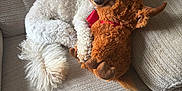 Albie joined the competition — help win amazing prizes! dog, plush_toy, couch, curly_fur, pet, indoor, beige, stuffed_animal, relaxed, cute, animal, toy, furry, home, comfort, snuggle, pet_toy, fluffy, red_ribbon, close_up