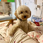 Albie is registered to the contest to win money with this photo: dog, bed, paw, person, pajamas, watermelon_pattern, curly_hair, indoor, blanket, cozy, fur, resting, bedding, heart_pattern, mirror, blurred_background, collar, comfortable, animal, pet