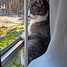 cat, gray_cat, white_cat, windowsill, window, sunlight, autumn, fall_foliage, tree, outdoor, nature, pet, animal, domestic_cat, peaceful, sitting, side_view, close_up, feline, daylight