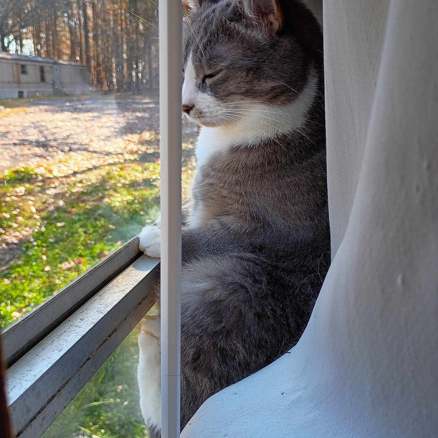 Sugar is registered to the contest to win money with this photo: cat, gray_cat, white_cat, windowsill, window, sunlight, autumn, fall_foliage, tree, outdoor, nature, pet, animal, domestic_cat, peaceful, sitting, side_view, close_up, feline, daylight