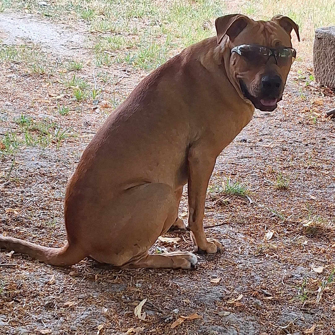 Oxmo participe au concours pour gagner de l'argent avec cette photo : animal, brown_dog, canine, companion, cute, dog, friendly, grass, ground, leaf, looking_back, nature, outdoor, pet, relaxed, shade, sitting, summer, sunglasses, sunlight