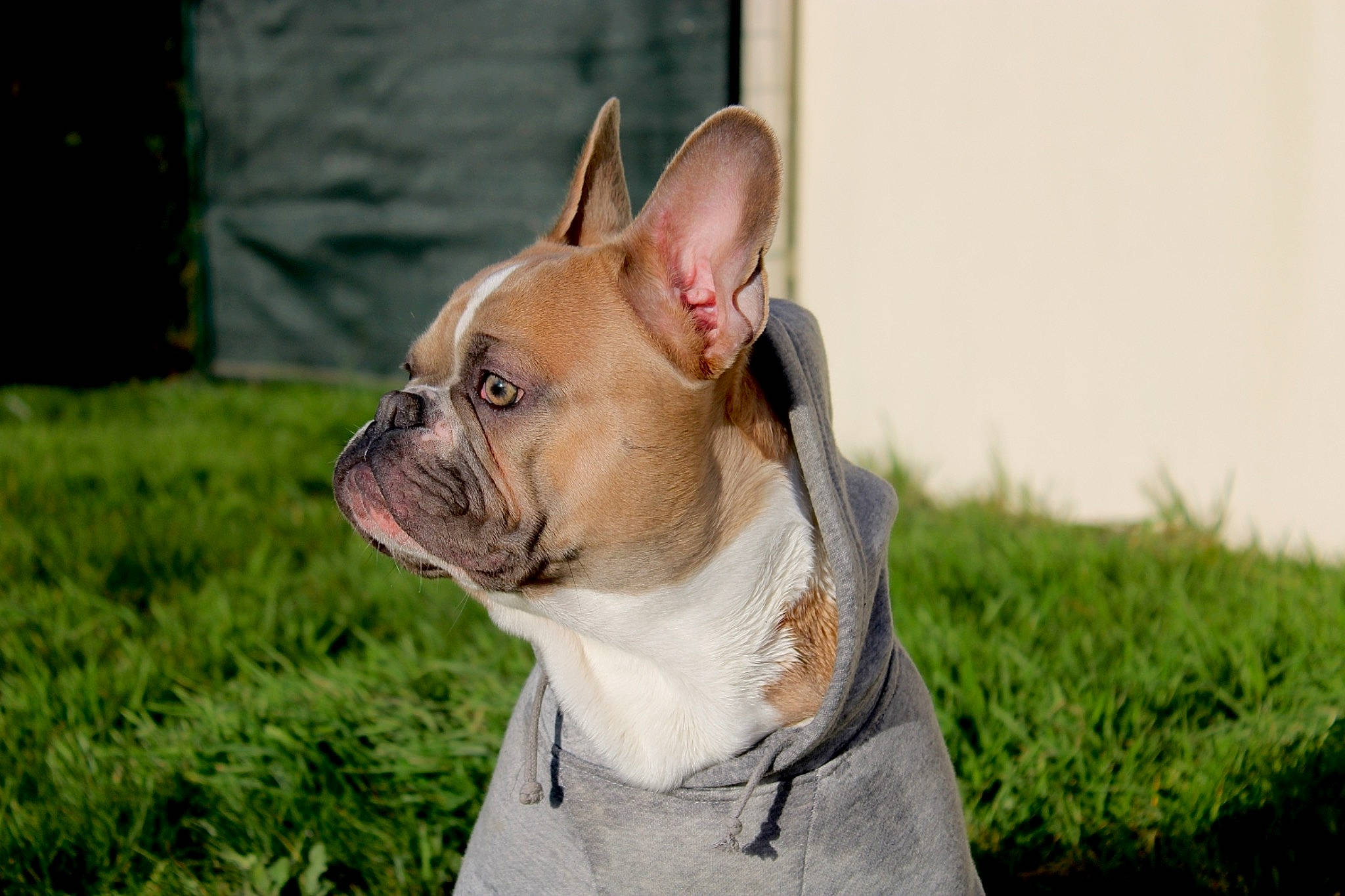 River participe au concours pour gagner de l'argent avec cette photo : bulldog, canidae, carnivore, collar, companion_dog, dog, dog_breed, dog_collar, ear, fawn, grass, head, non_sporting_group, plant, snout, sporting_group, terrestrial_animal, toy_dog, whiskers, working_animal