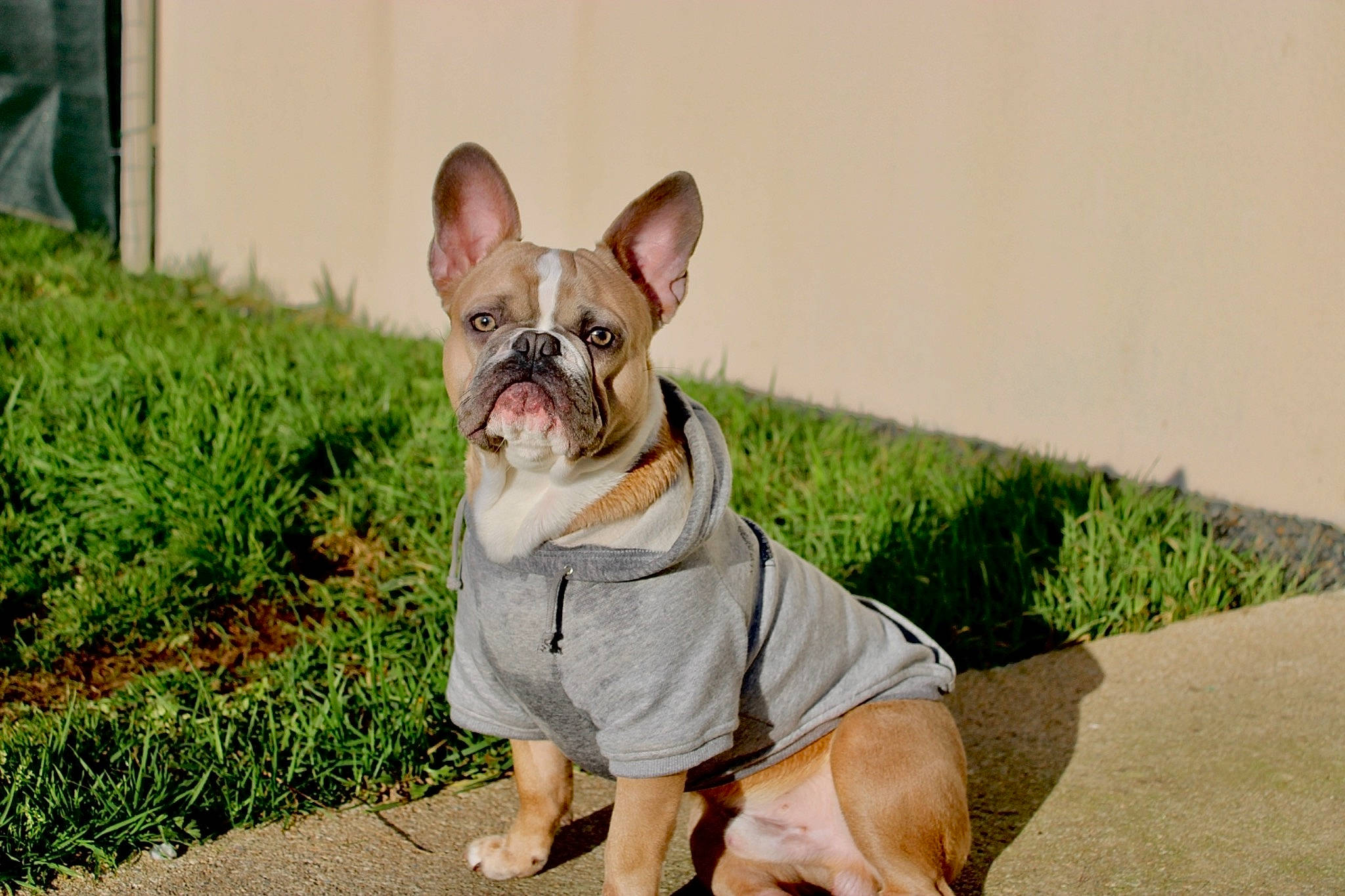 River a rejoint le concours — aidez-le/la à gagner de superbes lots ! boston_terrier, bulldog, carnivore, collar, companion_dog, dog, dog_breed, dog_clothes, dog_collar, dog_supply, fawn, french_bulldog, grass, plant, snout, sporting_group, terrestrial_animal, toy_dog, whiskers, working_animal