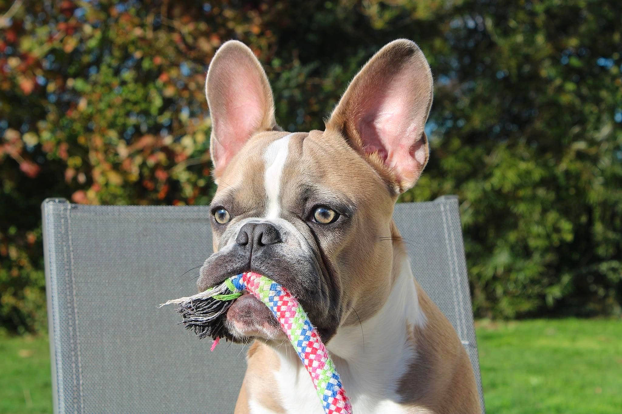 River participe au concours pour gagner de l'argent avec cette photo : canidae, carnivore, collar, dog, dog_breed, dog_collar, dog_supply, fawn, french_bulldog, leash, liver, mammal, non_sporting_group, organ, pet_supply, snout, toy_dog, vertebrate, whiskers, working_animal