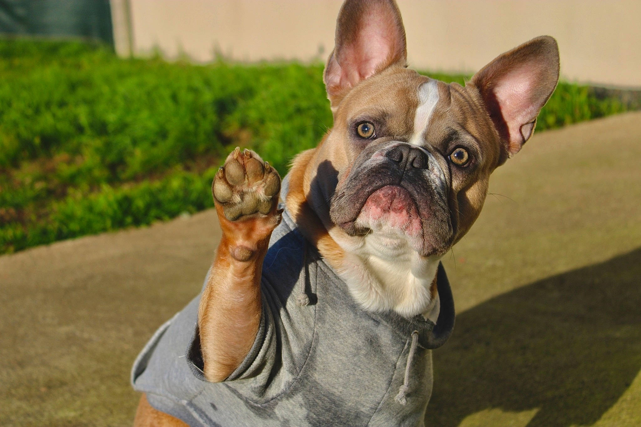 River a rejoint le concours — aidez-le/la à gagner de superbes lots ! bulldog, canidae, carnivore, collar, companion_dog, dog, dog_breed, fawn, french_bulldog, mammal, non_sporting_group, organ, puppy, skin, snout, toy_dog, vertebrate, whiskers, working_animal, wrinkle