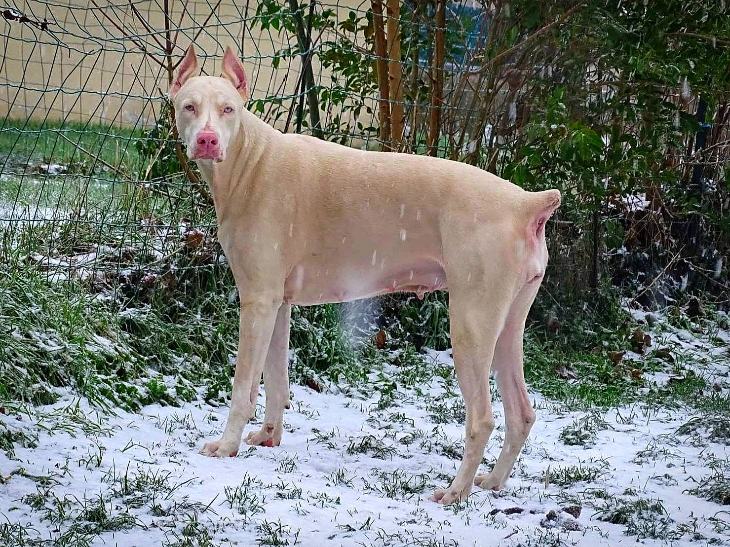 Rosa participe au concours pour gagner de l'argent avec cette photo : carnivore, collar, companion_dog, dog, dog_breed, dog_supply, fawn, fence, grass, gun_dog, liver, plant, snow, tail, terrestrial_animal, tree, wildlife, winter, wood, working_animal