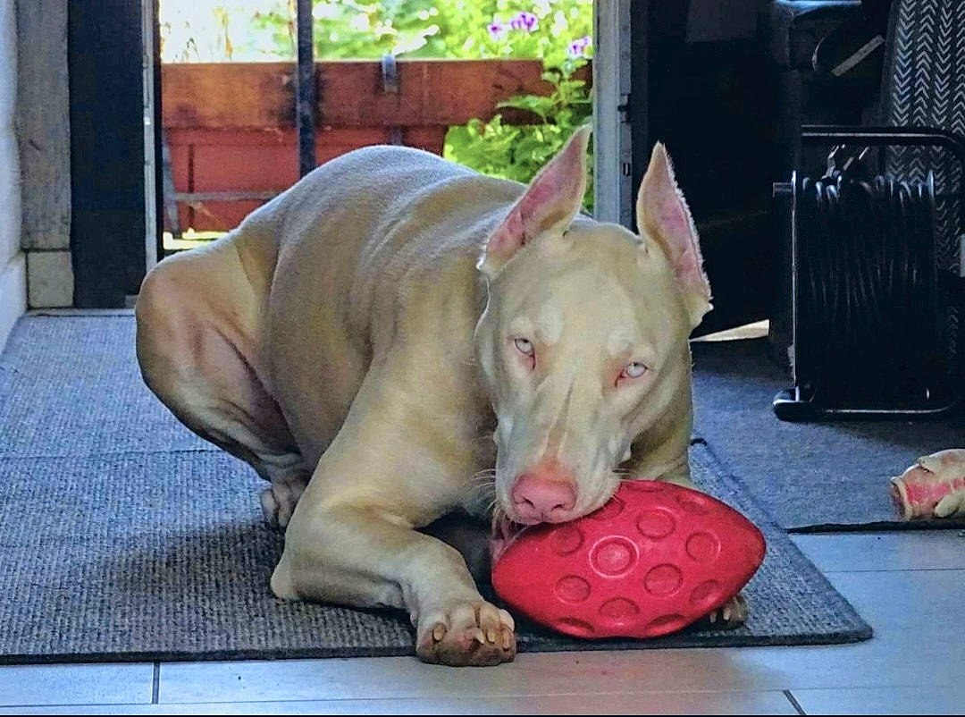 Rosa participe au concours pour gagner de l'argent avec cette photo : ball, canidae, carnivore, collar, comfort, companion_dog, dog, dog_breed, dog_supply, fawn, guard_dog, paw, pet_supply, pink, sporting_group, terrestrial_animal, toy, whiskers, working_animal, wrinkle