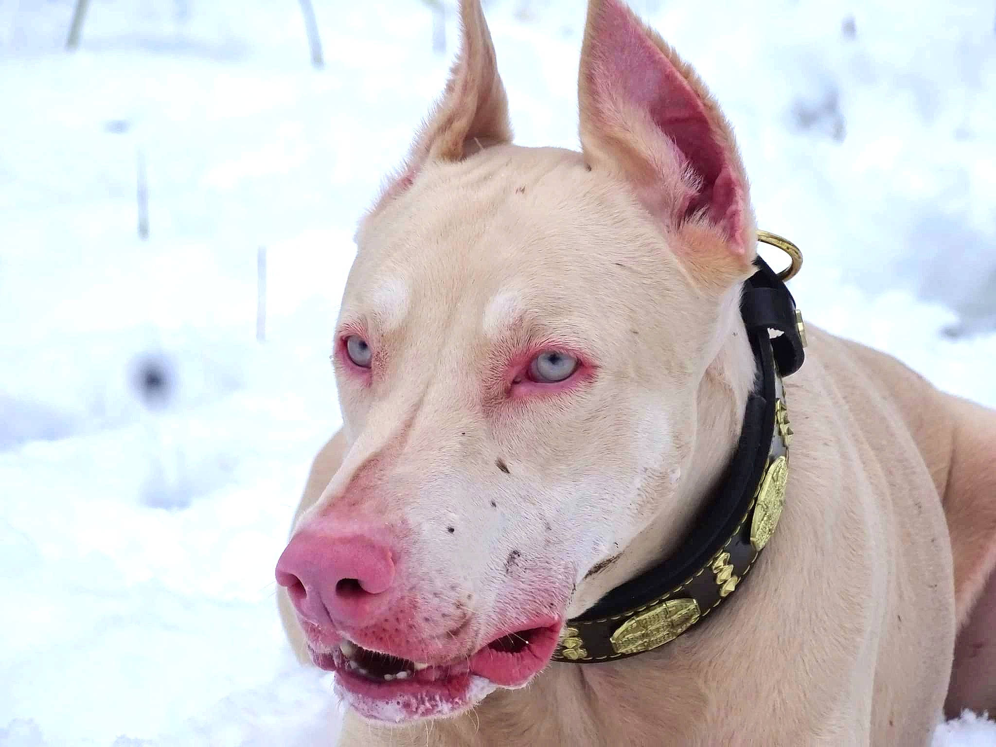 Rosa a rejoint le concours — aidez-le/la à gagner de superbes lots ! canidae, carnivore, collar, companion_dog, dog, dog_breed, dog_collar, dog_supply, fawn, fur, non_sporting_group, pet_supply, snout, snow, sporting_group, terrestrial_animal, whiskers, winter, working_animal, working_dog