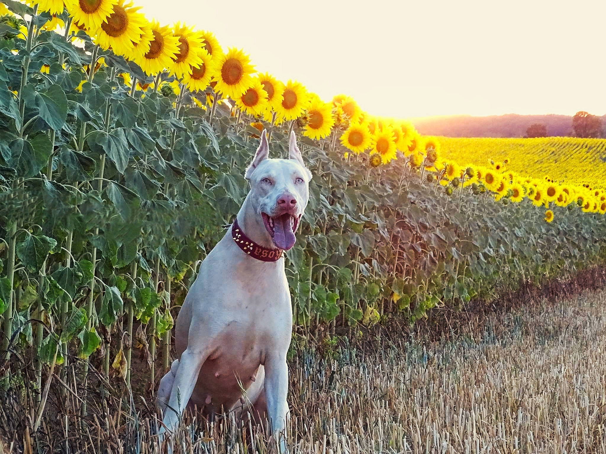 Rosa participe au concours pour gagner de l'argent avec cette photo : carnivore, collar, companion_dog, dog, dog_breed, dog_collar, fawn, field, grass, grassland, gun_dog, landscape, people_in_nature, plant, prairie, sky, sporting_group, tail, wildflower, working_animal