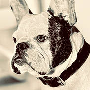 Ringo participe au concours pour gagner de l'argent avec cette photo : dog, french_bulldog, close_up, portrait, pet, animal, black_and_white, monochrome, collar, ears, face, snout, fur, indoor, domestic_animal, cute, focused, expression, looking_away, background_blur