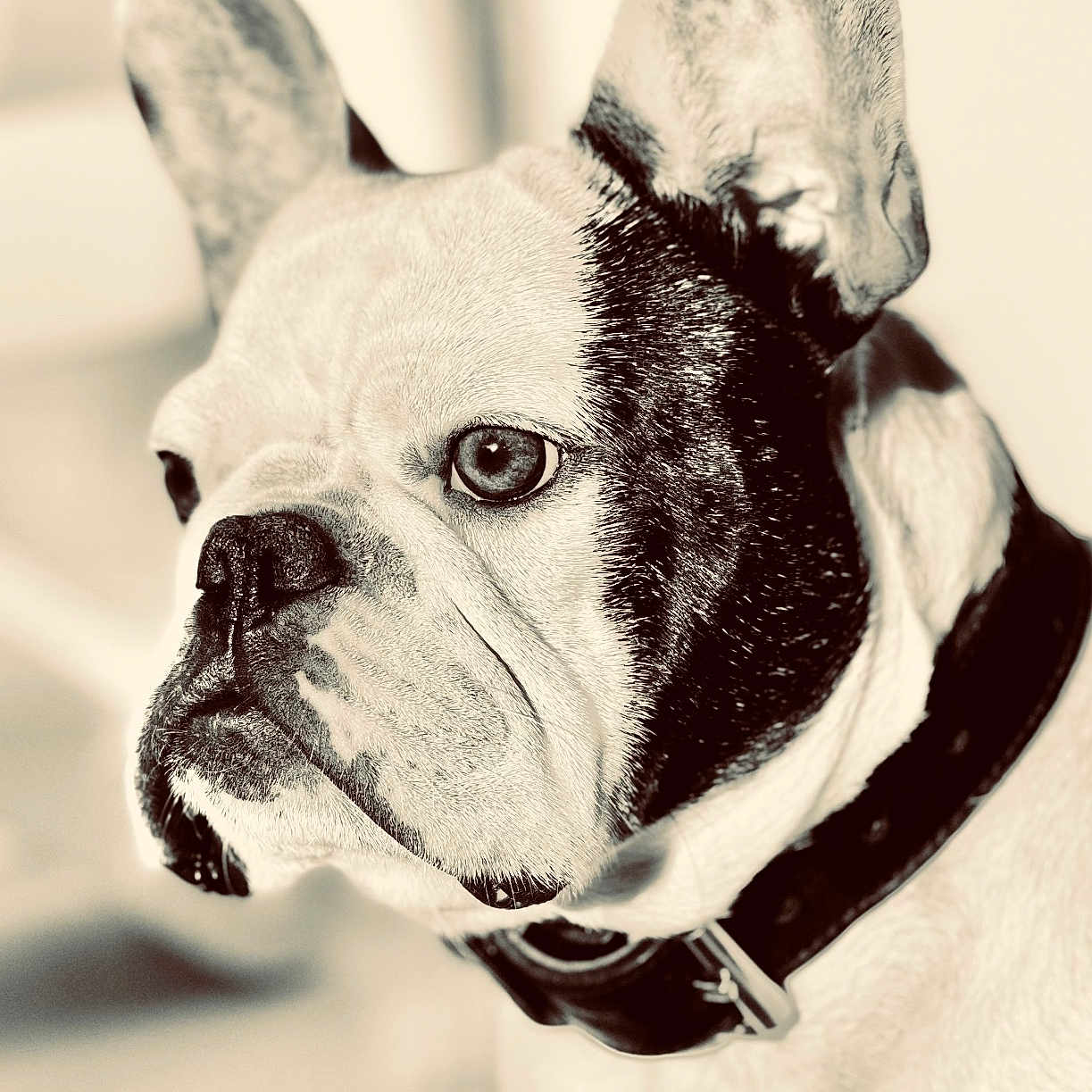Ringo participe au concours pour gagner de l'argent avec cette photo : animal, background_blur, black_and_white, close_up, collar, cute, dog, domestic_animal, ears, expression, face, focused, french_bulldog, fur, indoor, looking_away, monochrome, pet, portrait, snout