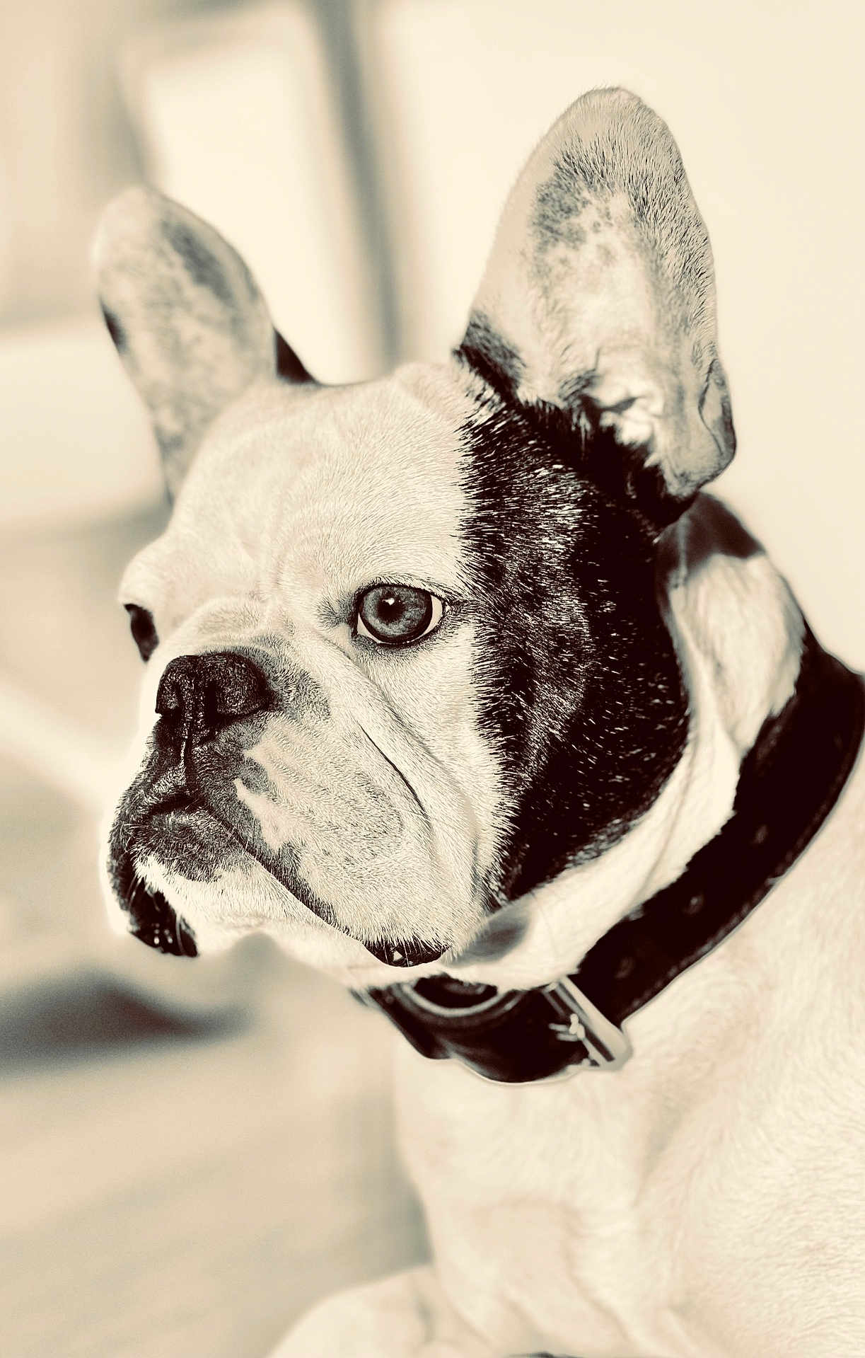 Ringo participe au concours pour gagner de l'argent avec cette photo : dog, french_bulldog, close_up, portrait, pet, animal, black_and_white, monochrome, collar, ears, face, snout, fur, indoor, domestic_animal, cute, focused, expression, looking_away, background_blur