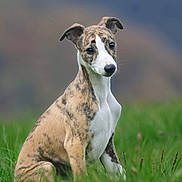 Avali a rejoint le concours — aidez-le/la à gagner de superbes lots ! dog, puppy, brindle_coat, white_markings, grass, outdoor, nature, animal, pet, sitting, cute, young_dog, field, canine, portrait, ears, snout, fur, background_blur, attentive