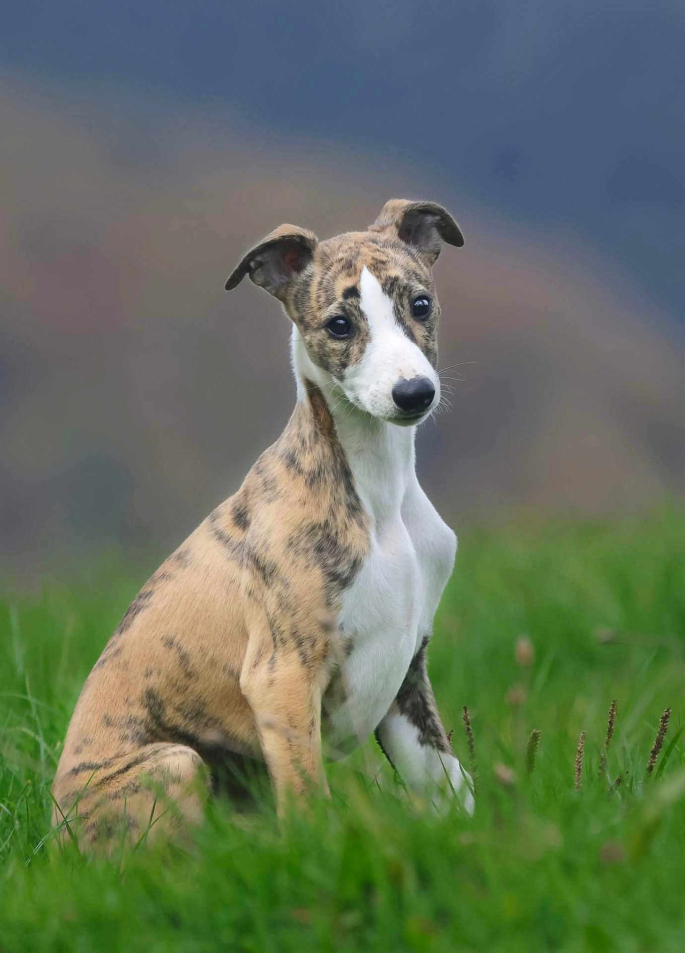 Avali a rejoint le concours — aidez-le/la à gagner de superbes lots ! dog, puppy, brindle_coat, white_markings, grass, outdoor, nature, animal, pet, sitting, cute, young_dog, field, canine, portrait, ears, snout, fur, background_blur, attentive