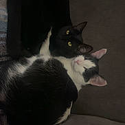 Bandito is registered to the contest to win money with this photo: cat, black_cat, black_and_white_cat, pets, animals, feline, couch, indoor, resting, snuggling, fur, ears, eyes, cozy, relaxation, domestic, companion, two_animals, quiet, home